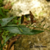 Andrographis paniculata (Burm.f.) Nees